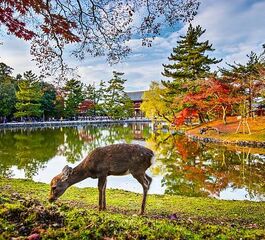 Comfort Japonya & Kore Turu Emirates Hava Yolları ile 8 Gece Ekstra Turlar ve Çay Seremonisi Dahil ICN-HND Ramazan Bayramı