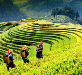 Görkemli Tropik Asya İkilisi Vietnam & Kamboçya - THY ile (2026 İlkbahar Dönemi) AT1318
